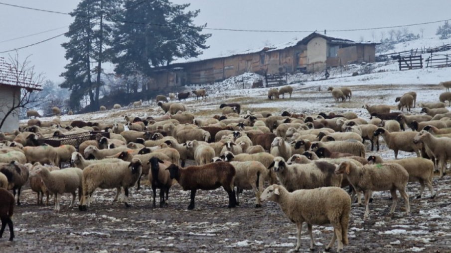 Професор обясни могат ли да се манипулират пробите за чума