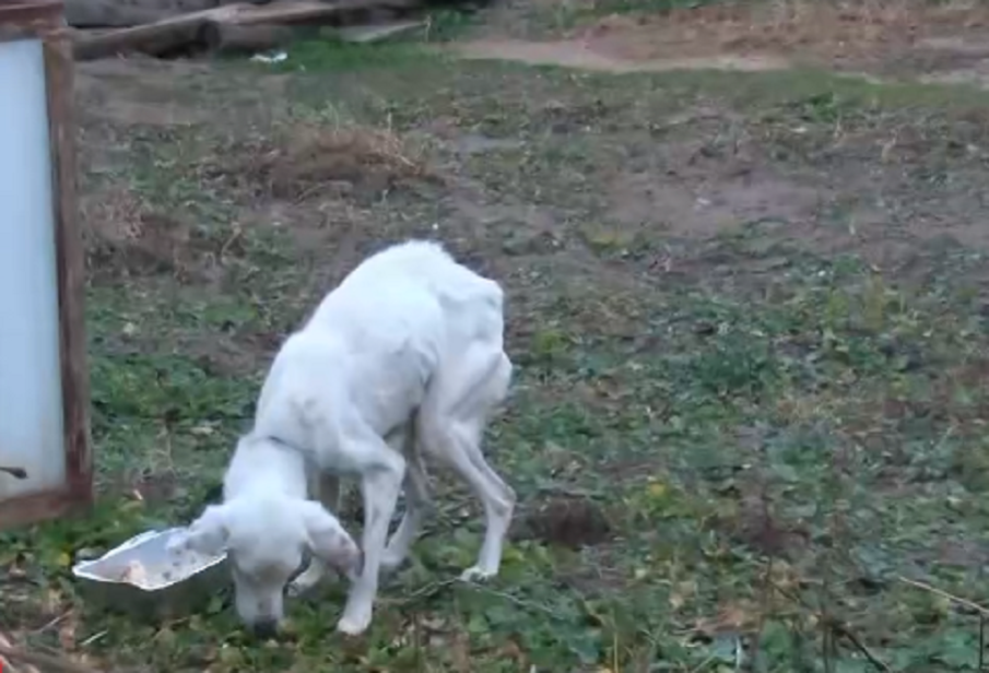 Разследват смъртта на домашно куче във Великотърновско