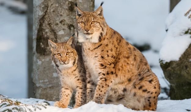 Рисовете Севар и Вихра са най-сладката двойка за 2024 г. в зоопарка във Варна