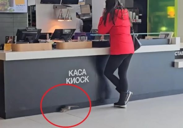 ГАДОСТ! Плъх в зоната за хранене на столичен мол