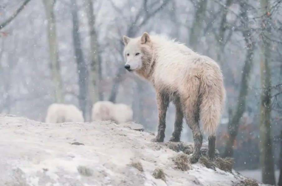 Вълк изплаши Халкидики