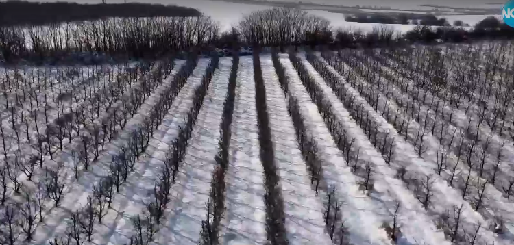 ЗАРАДИ СТУДА: 80% от реколтата на кайсии в Североизточна България е унищожена