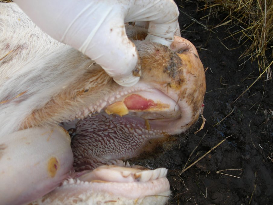 БАБХ предупреждава за огнище на шап в Унгария