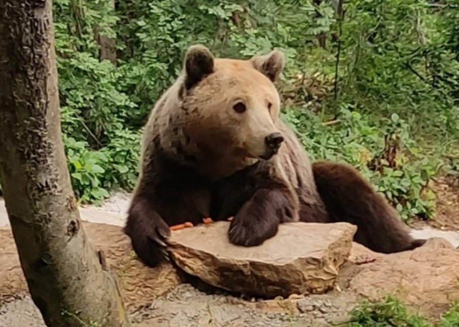 Мечка изяде четири манастирски агнета, в Сопот искат отстрел на стървницата