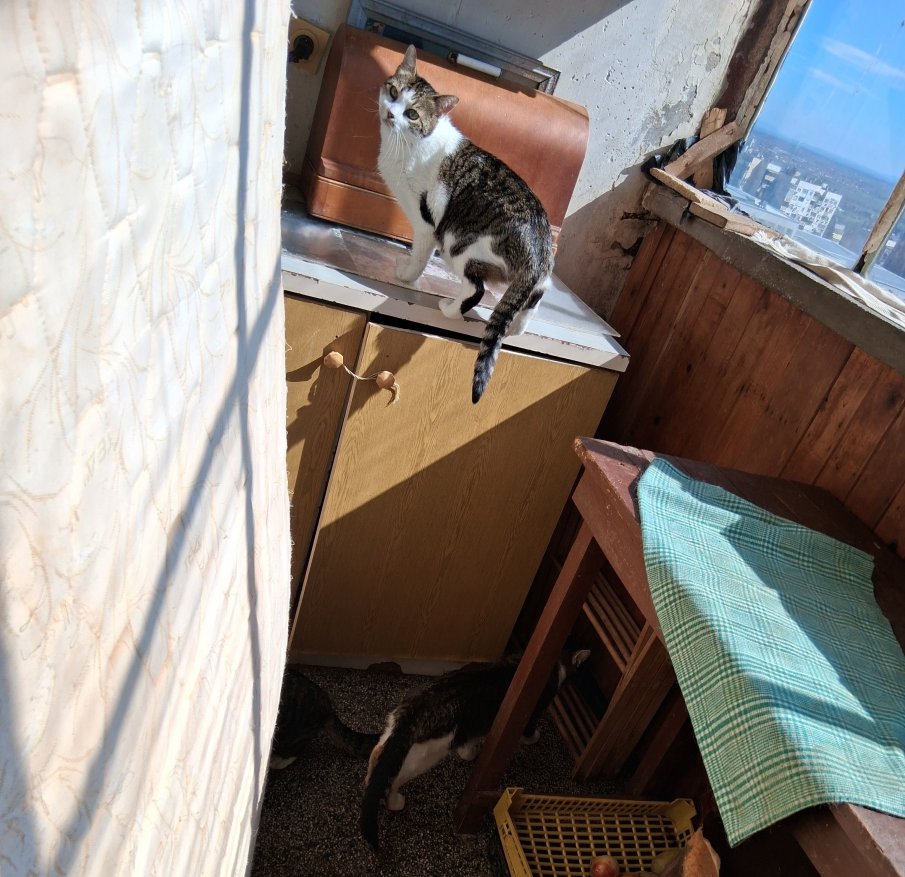 Глобиха жена за 15 котки в дома и в кв. „Железник“ на Стара Загора