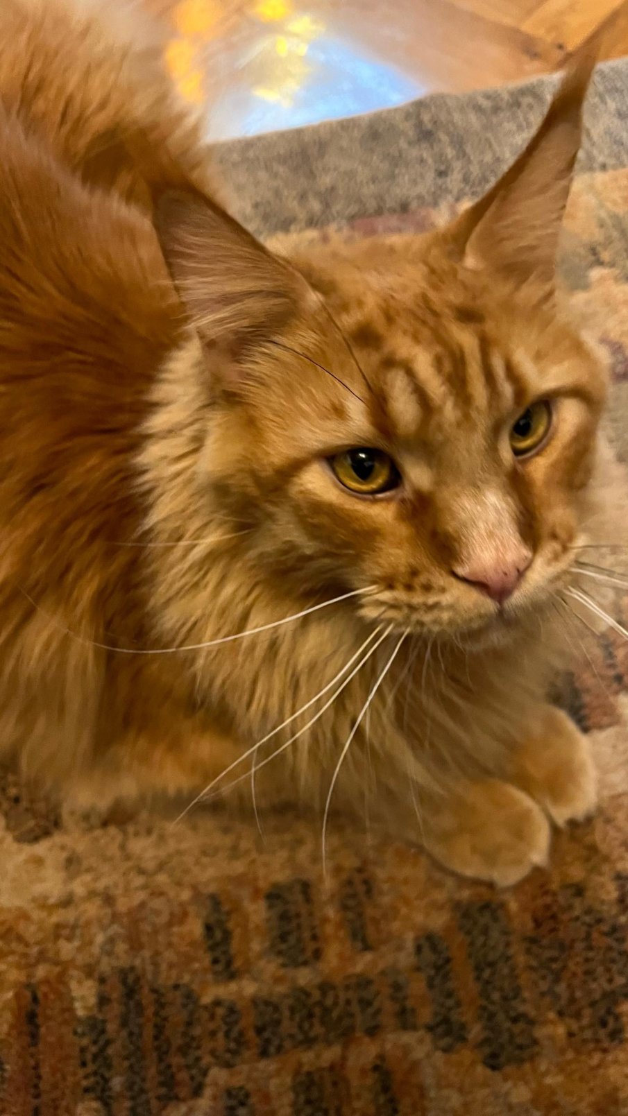 Строители зазидаха коте при саниране на блок в Бургас