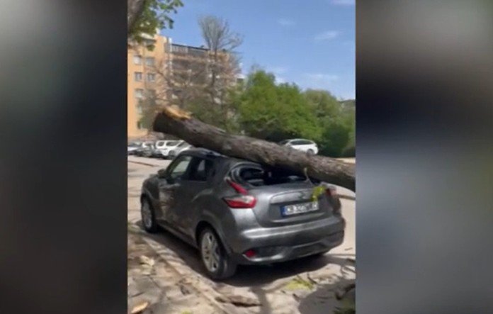 Дърво падна и премаза автомобила на жена в столичен квартал (СНИМКИ)