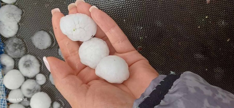 Мощна буря и пороен дъжд събориха дървета в Добрич, Разград побеля след градушка, има места без ток