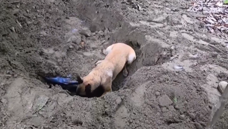 В Колумбия заловиха шест тона кокаин