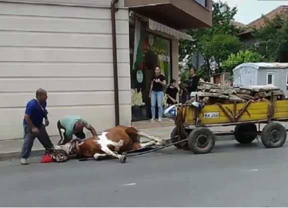 Кон с каруца падна на улицата