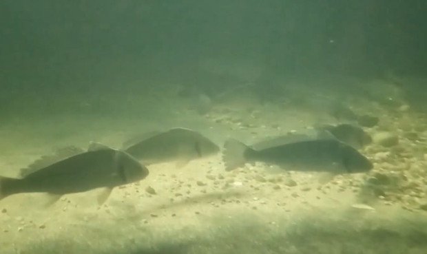 Миграция на екзотични риби в Черно море