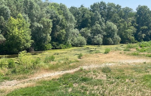 Обилен цъфтеж на водорасли в река Марица