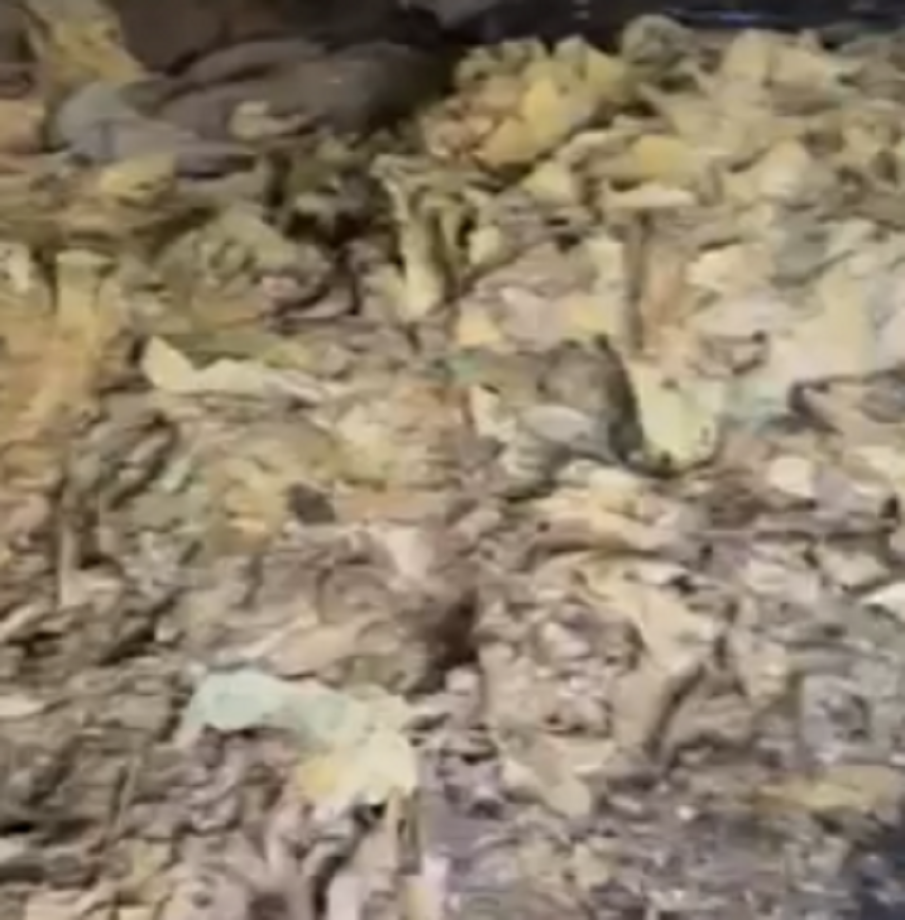 УДАР: СДВР иззе голямо количество безакцизен тютюн