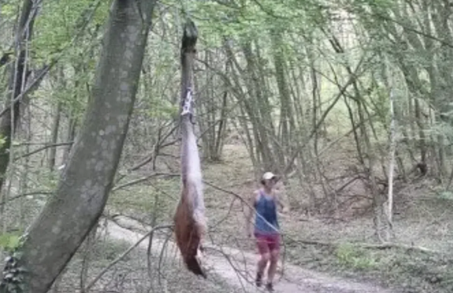 НАПУК НА МЕРКИТЕ: Мъж тича с кучето си на Шуменското плато