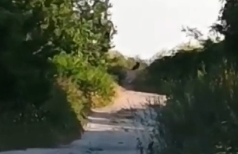 ЗАРАДИ ПАНТЕРАТА: Пълна забрана за достъп в парка Шуменско плато“