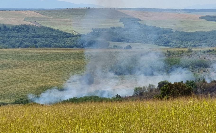 Пожар унищожи 200 декара пшеница и 20 декара широколистна гора във Видинско