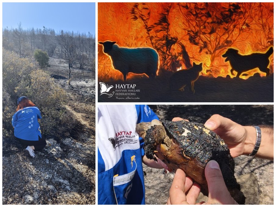Овладяха пожарите в Измир