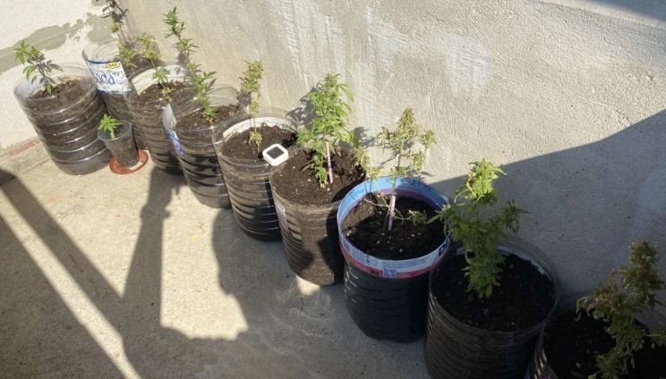 Шуменец отглеждал марихуана на балкона