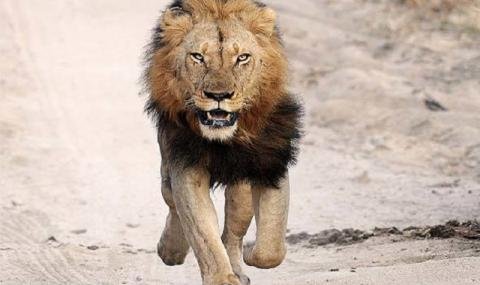 Застреляха лъва Зевс, избягал от зоопарк край Анталия