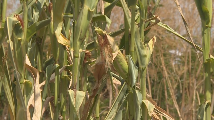 Рекордно високите температури - фатални за земеделските производители