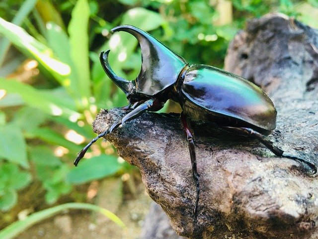 Опасният японски скарабей е забелязан във Франция
