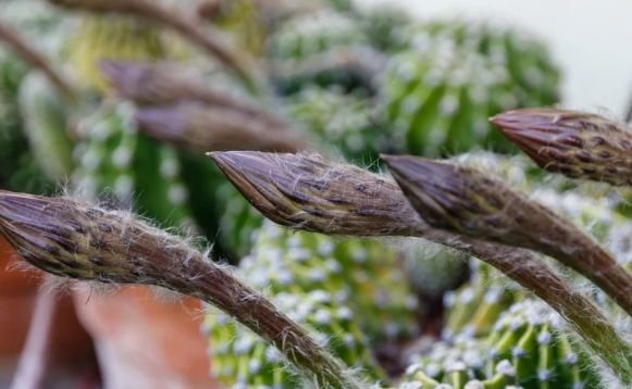 Необичайно агресивно растение превзема българските гори