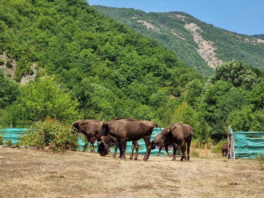Пуснаха стадо зубри в дивата природа в Източните Родопи