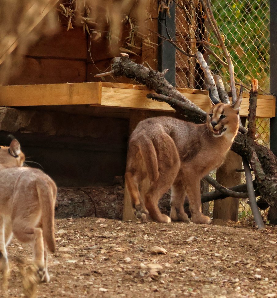Старозагорският зоопарк се сдоби с нови обитатели (СНИМКИ)