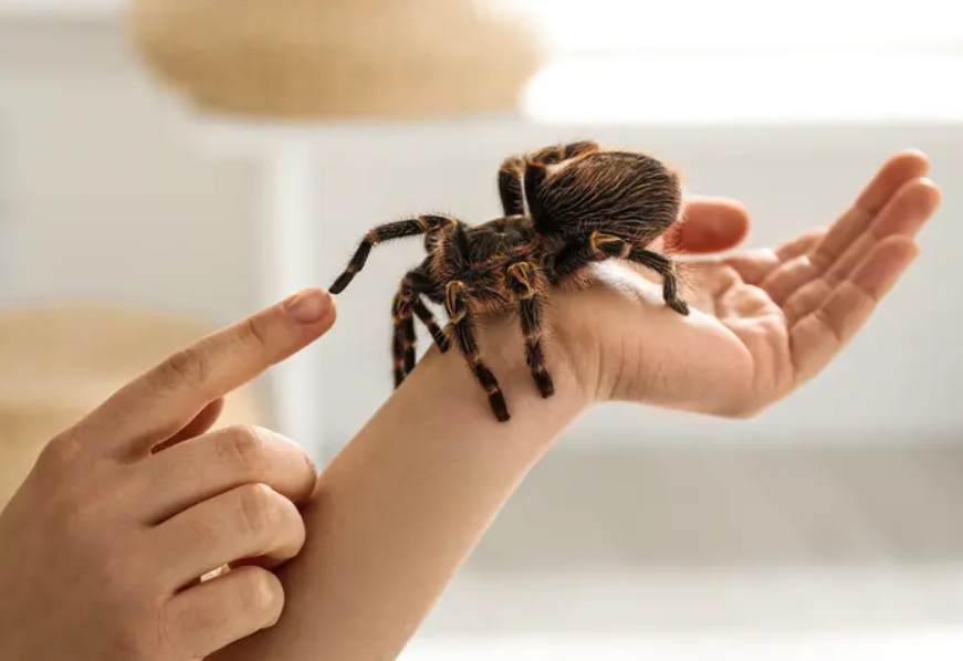 Шок на германско летище: Откриха 1500 отровни тарантули в кутия за бисквити