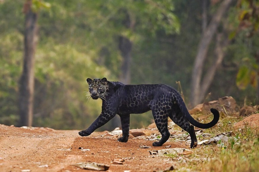 Снимката на черния леопард във Варненско - направена от 500 метра разстояние