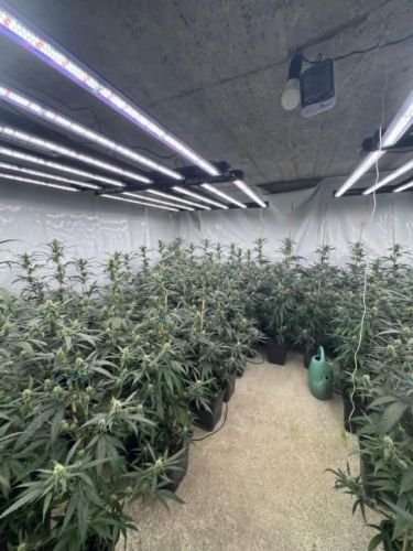 Разкриха лаборатория за отглеждане на канабис в Перник