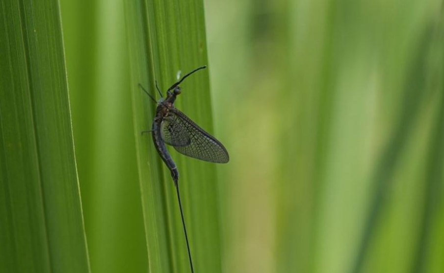 Жегата и ниското ниво на Дунав изпълниха въздуха на Будапеща с малки насекоми