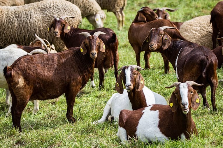 Шарката удари и Павел баня, убиха над 250 животни