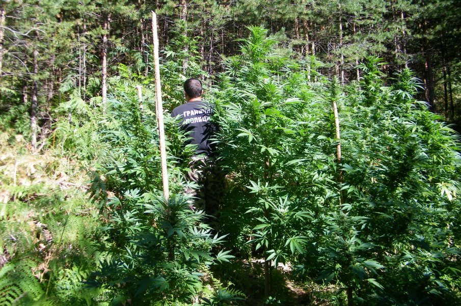 Високо в планината: Разкриха 6 плантации с канабис, има двама задържани
