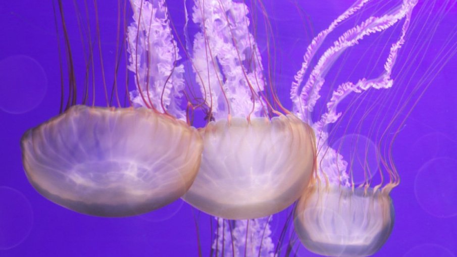 Опасни за хората медузи се появиха в Гърция