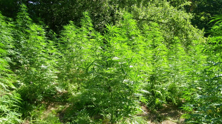 Полицията в Петрич откри над 8 килограма канабис при акции в село Крънджилица