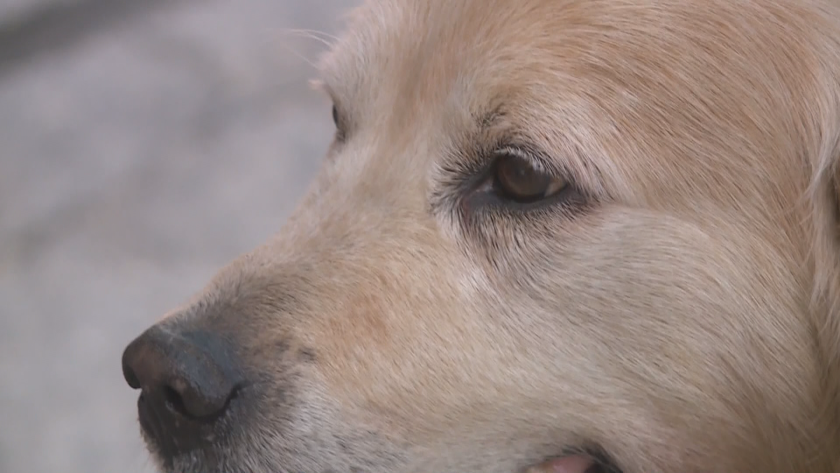 Застреляха куче в Кюстендил