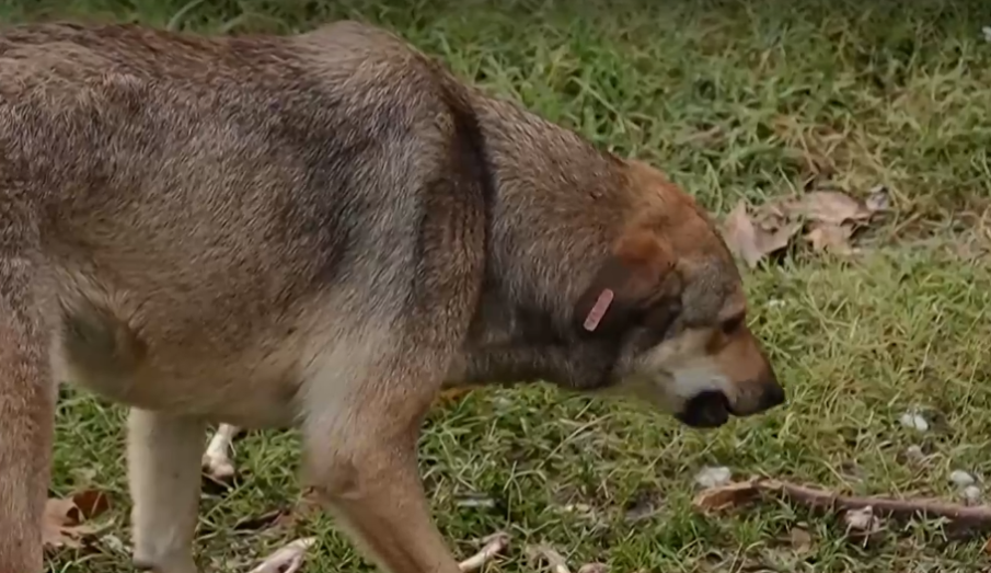 Деца в Асеновград са системно нападани от бездомни кучета