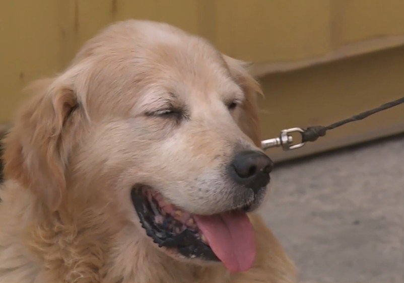 Митницата във Варна пенсионира един от най-добрите си служители – 12-годишното куче Тàнго (СНИМКИ)