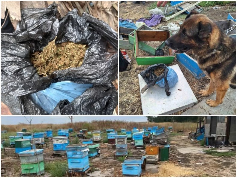 Кучето Бим откри близо килограм канабис в пчелин край карнобатско село