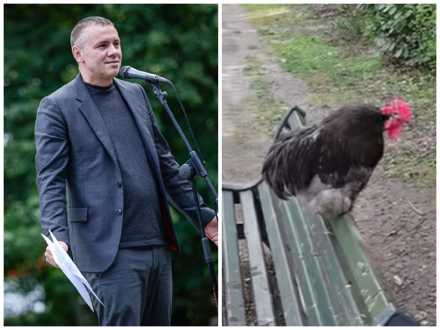 ИЗКУКУРИГВАНЕ: Ъпсурден евродепутат на ППДБ с 20 хиляди евро заплата си говори с... петел (ВИДЕО)