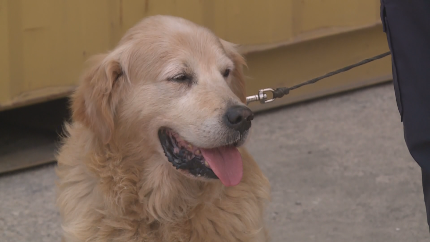 Заради вързано куче в двор: Мъж заплаши с убийство жена и детето ѝ