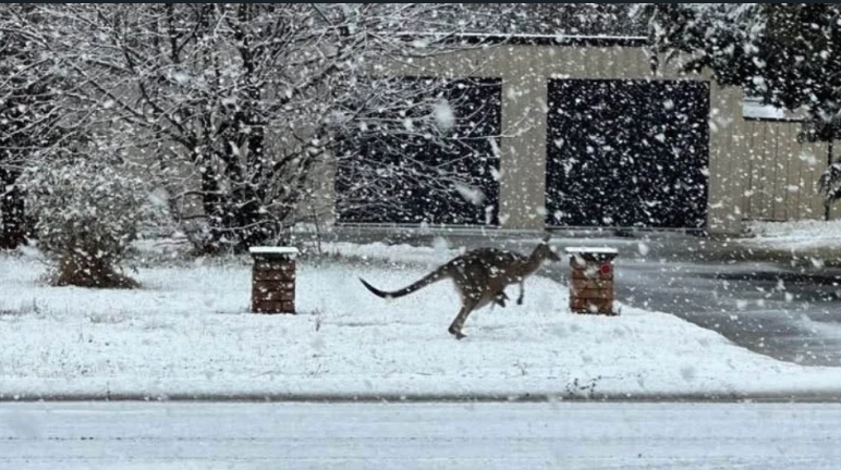 В Австралия заваля сняг, на места снежната покривка е 15 сантиметра