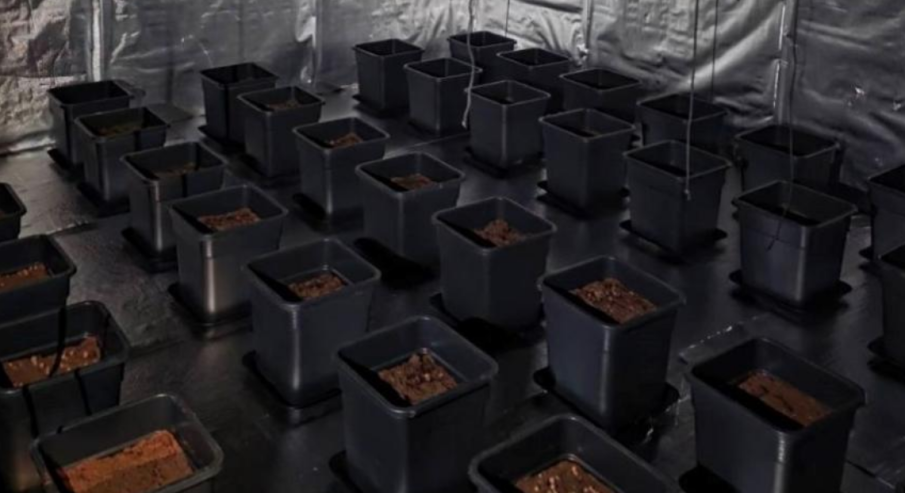 Разкриха наркооранжерия в столичния „Студентски град“, има задържани