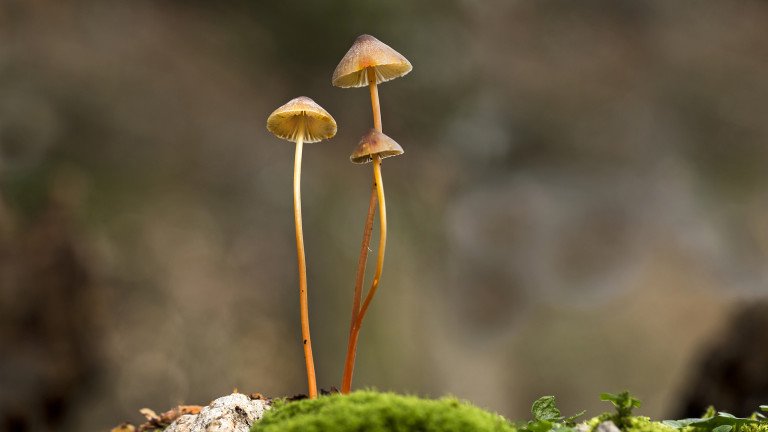 Германия разрешава халюциногенно съединение от магически гъби на пациенти с депресия