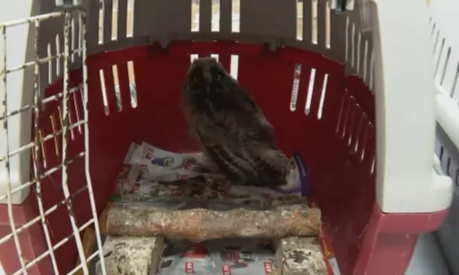 СКРИТИТЕ ЖЕРТВИ: Стотици животни са загинали мъчително при пожарите у нас