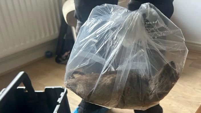 Мъж намери в дома си плъх с размерите на котка