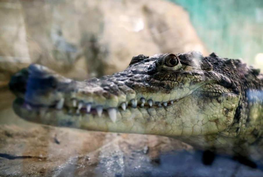 Ето къде е и как изглежда днес крокодилът от „Ботунец“ (СНИМКИ)
