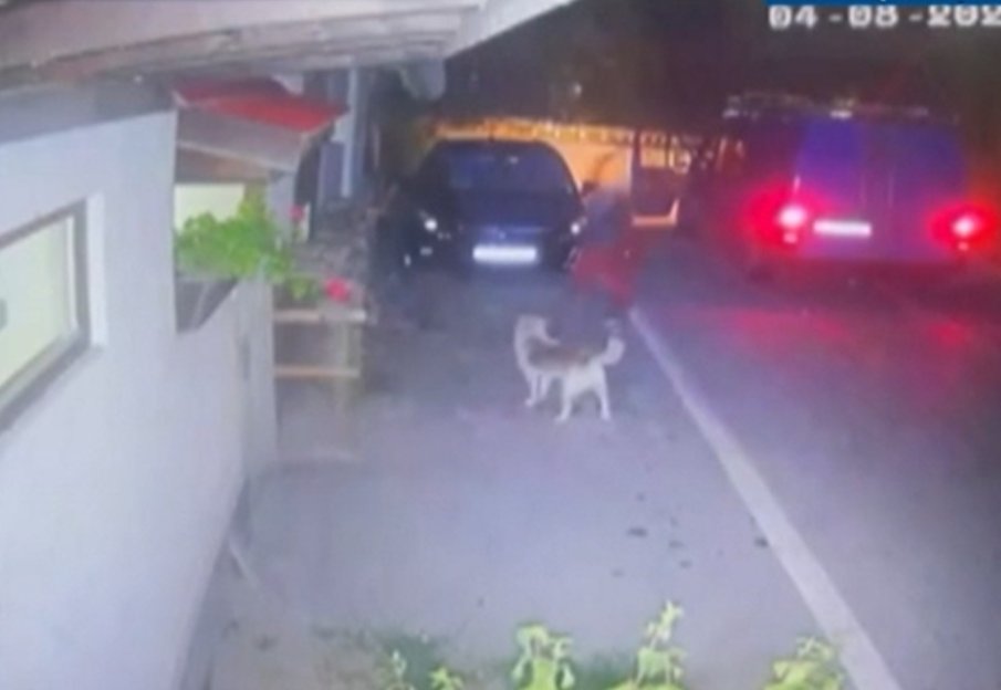 Прокуратурата иска задържане под стража на мъжа, убил куче в Тетевен