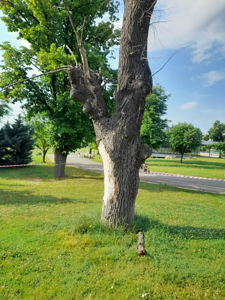 Обработват срещу стършели от ранна утрин утре